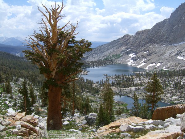 foxtail pines