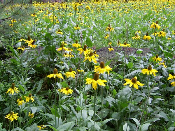 coneflowers