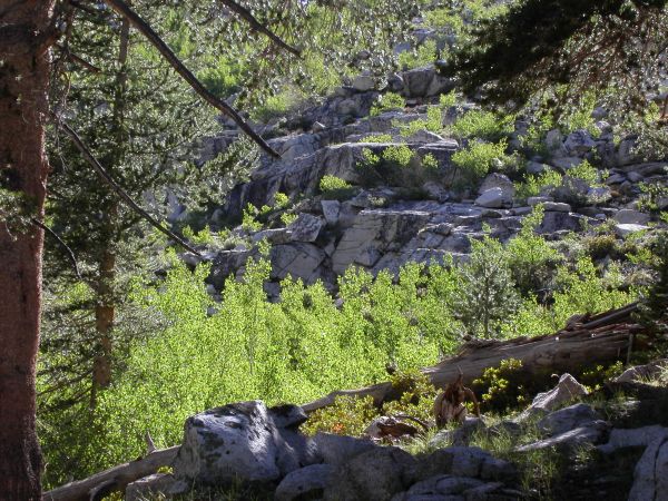 aspens
