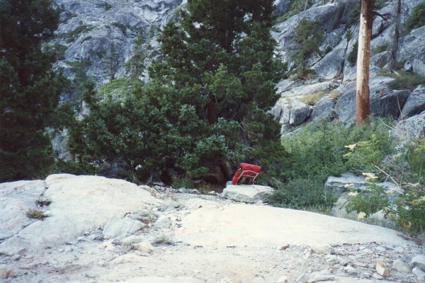 Juniper Tree