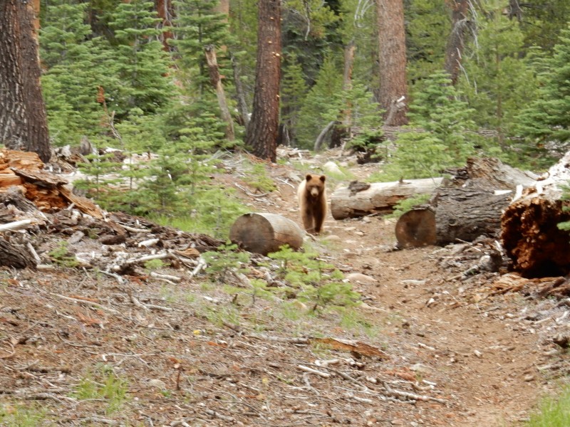 bear in trail