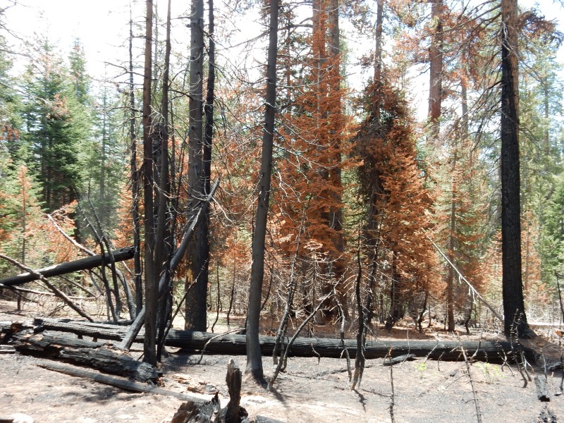 burn next to trail
