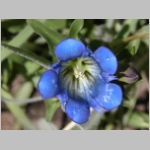 gentian.explorer01.jpg