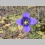 gentiansp01.jpg