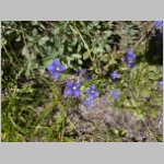 gentiansp02.jpg