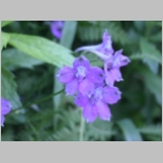 larkspur01.jpg