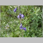 monkshood01.jpg