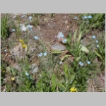 stickseed01.jpg