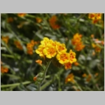 fiddleneck01.jpg