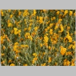 fiddleneck02.jpg