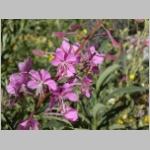 fireweed01.jpg