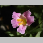 monkeyflower.Lewis01.jpg