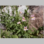 monkeyflower.Lewis02.jpg