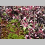 monkeyflower.tinypink01.jpg