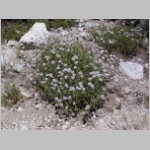 pennyroyal.mountain01.jpg