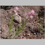 stickseed02.jpg