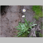 fleabane.aster01.jpg