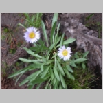 fleabane.aster02.jpg