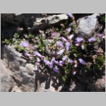 penstemon.Davidson01.jpg