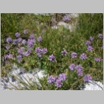 penstemon.meadow02.jpg