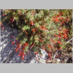 fuchsia.california03.jpg