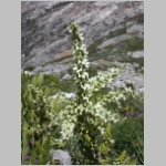 lily.corn01.jpg