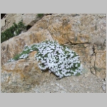 phlox.alpine01.jpg
