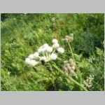 rangerbuttons01.jpg