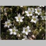 sandwort.nuttall01.jpg