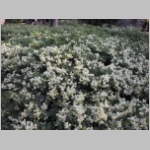 whitethorn01.jpg