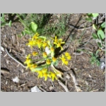groundsel.single-stemmed03.jpg