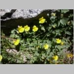 monkeyflower.common02.jpg