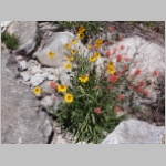 sneezeweed.bigelow02.jpg