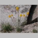 wallflower.western03.jpg