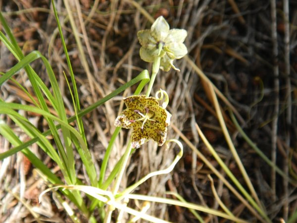 fritillary