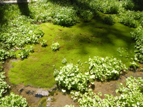 Indian Springs