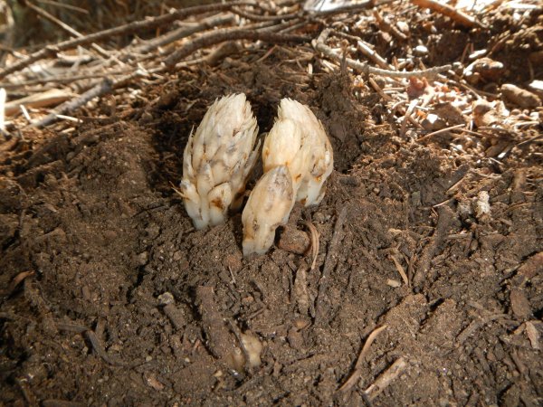 fringed pinesap